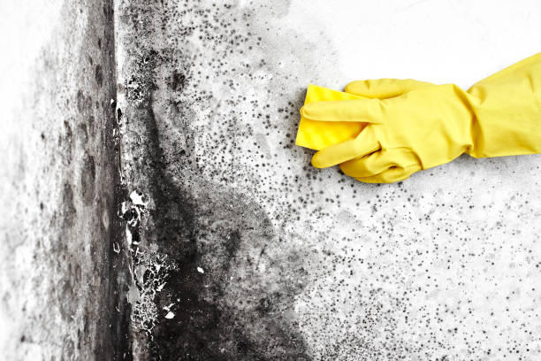 Best DIY Mold Remediation Support Services in Sedro Woolley, WA