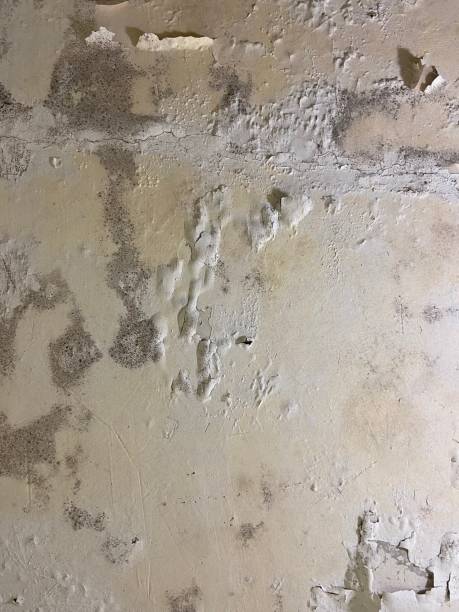 Best Insurance-Related Mold Remediation in Sedro Woolley, WA